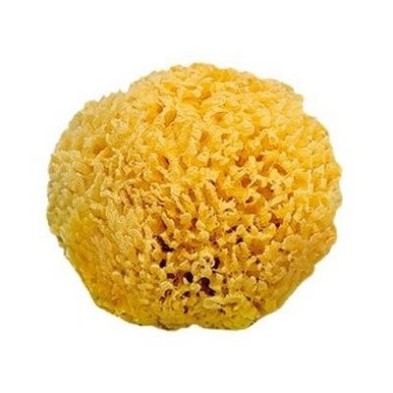 Fine art shop - Natural Sponge 15 cm. | totenart.com